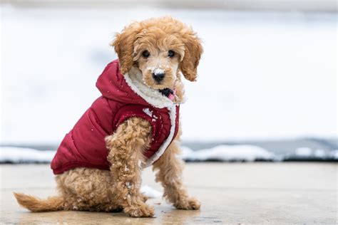 Do dogs need to wear jackets during the winter?